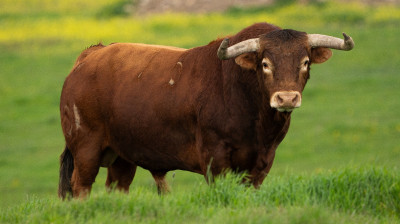 Toros de Monte la Ermita para Alalpardo