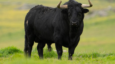 Toros de Monte la Ermita para Alalpardo
