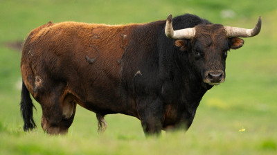 Toros de Monte la Ermita para Alalpardo