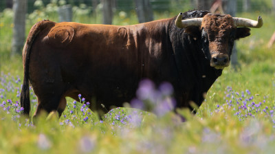 Toro de Montalvo para Navas del Rey