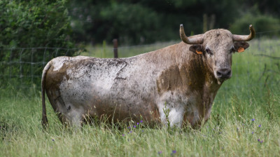 Toro de Aurelio Hernando para Navas del Rey