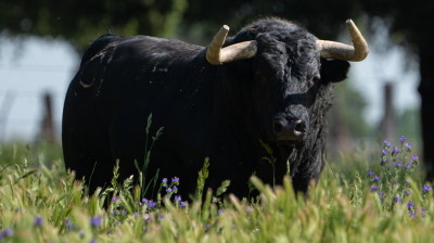 Toro de Montalvo para Navas del Rey