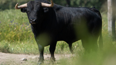 Toro de Montalvo para Navas del Rey