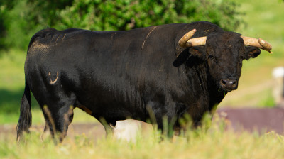 Toro de José Enrique Fraile de Valdefresno para Moralzarzal
