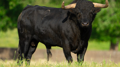 Toro de José Enrique Fraile de Valdefresno para Moralzarzal