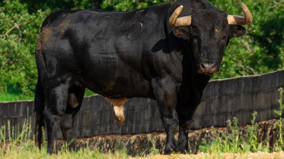 Toro de José Enrique Fraile de Valdefresno para Moralzarzal