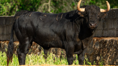 Toro de José Enrique Fraile de Valdefresno para Moralzarzal