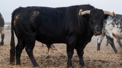 Toro de El Estoque para Moralzarzal