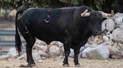Toro de El Estoque para Moralzarzal