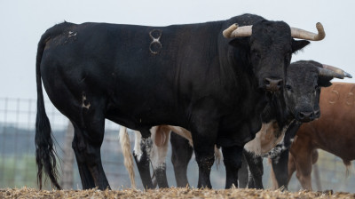 Toro de El Estoque para Moralzarzal
