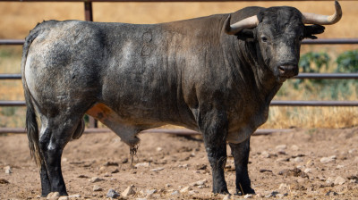Toro de Adolfo Martín