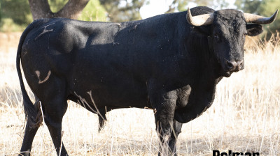 Toro de Cuadri