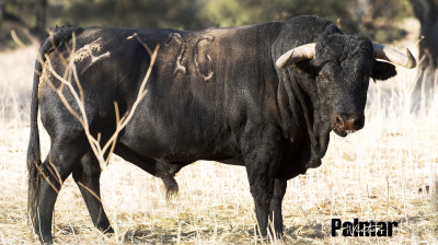 Toro de Cuadri