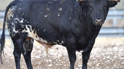 Toro de Concha y Sierra
