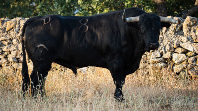 Toro de Victoriano del Río