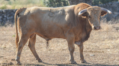 Novillo de Hnos. González