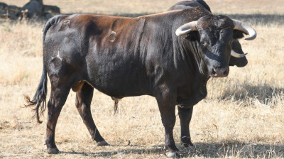 Novillo de Hnos. González