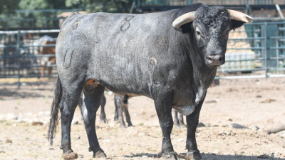 Novillo de Flor de Jara
