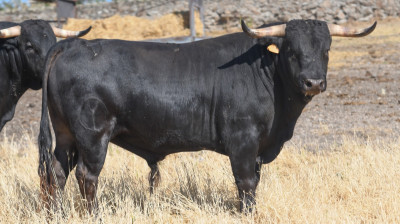 Novillo de Victoriano del Río