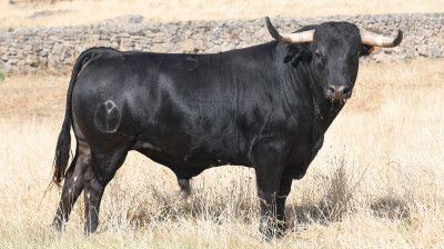 Novillo de Victoriano del Río
