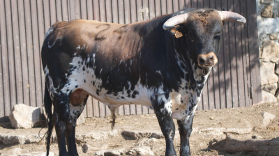Novillo de Cerro Longo