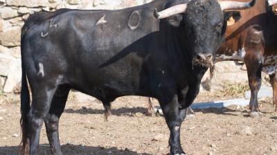 Novillo de Cerro Longo