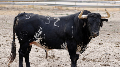 Toro de Cebada Gago para Illescas