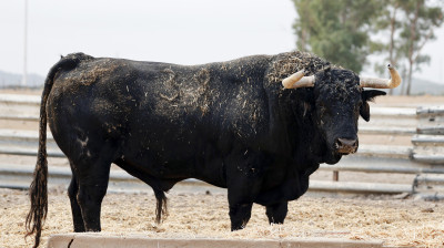 Toro de Cebada Gago para Illescas