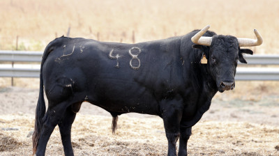 Toro de Cebada Gago para Illescas