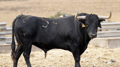 Toro de Cebada Gago para Illescas