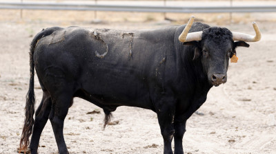 Toro de Cebada Gago para Illescas