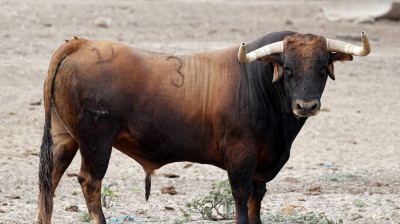 Toro de Cebada Gago para Illescas