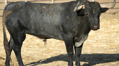 Toro de Victorino Martín para Albacete