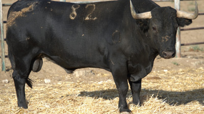 Toro de Victorino Martín para Albacete