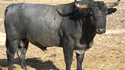 Toro de Victorino Martín para Albacete