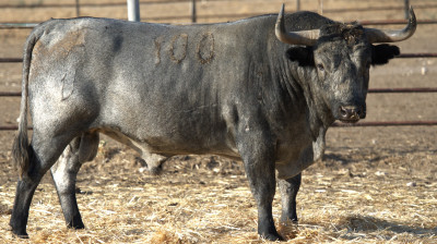 Toro de Victorino Martín para Albacete