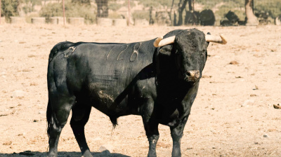 Los toros para la reaparición por un día de César Jiménez en Arenas de San Pedro