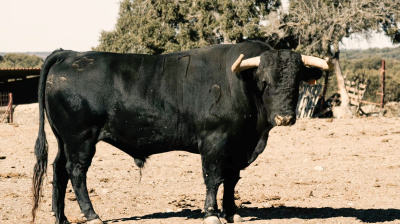 Los toros para la reaparición por un día de César Jiménez en Arenas de San Pedro