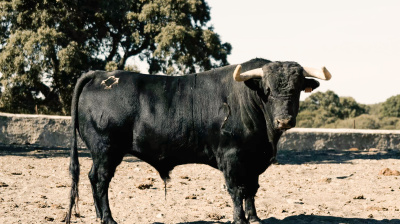 Los toros para la reaparición por un día de César Jiménez en Arenas de San Pedro