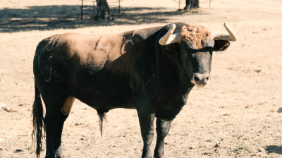 Los toros para la reaparición por un día de César Jiménez en Arenas de San Pedro