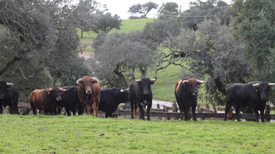 José Luis Pereda, camada 2026