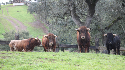 José Luis Pereda, camada 2026