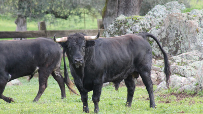 José Luis Pereda, camada 2026