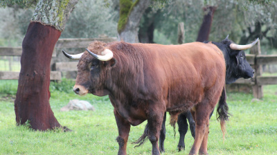 José Luis Pereda, camada 2026