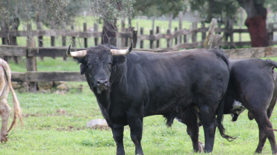 José Luis Pereda, camada 2026