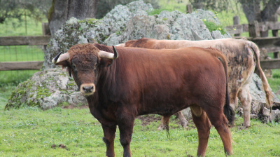 José Luis Pereda, camada 2026