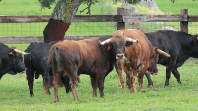 José Luis Pereda, camada 2026