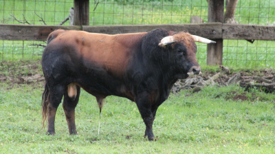 José Luis Pereda, camada 2026