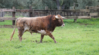 José Luis Pereda, camada 2026