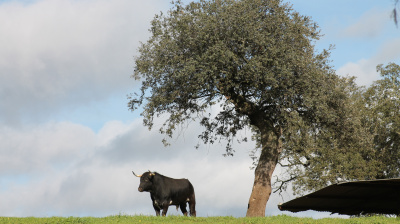 José Luis Pereda, camada 2026